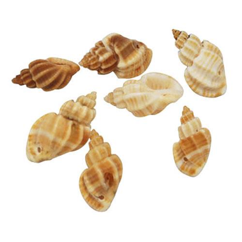 Charm conchiglia