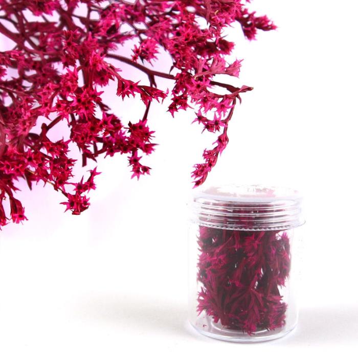 Fiori secchi - Mod. 32 - colore: FUCSIA