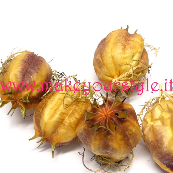 Semi e fiori secchi - Bocciolo di Nigella