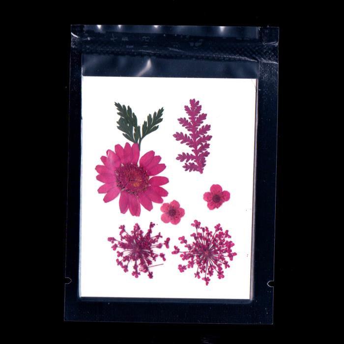 Fiori secchi piatti - Mod. 02 - colore: FUCSIA - 7pz