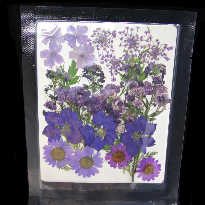 Fiori secchi piatti - Mod. 10 - colore: VIOLA - 30pz