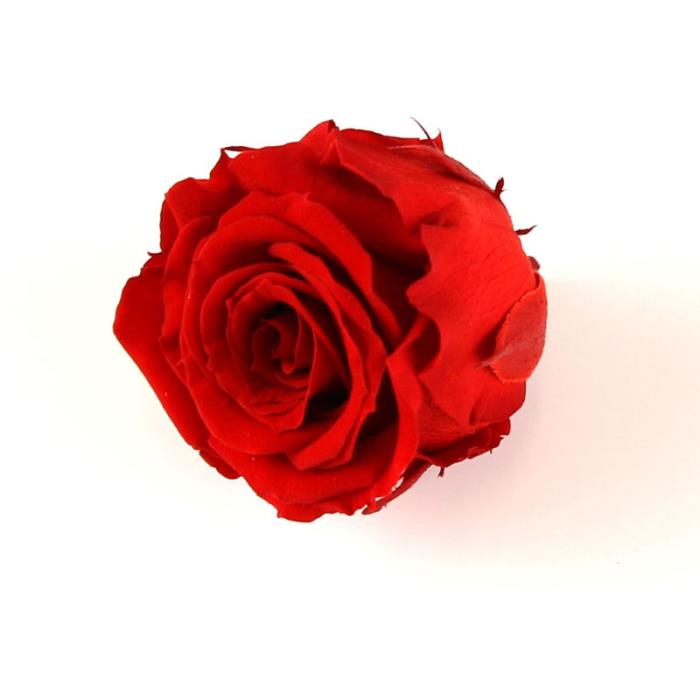 Rosa naturale stabilizzata - Mod. 2 - colore: ROSSO