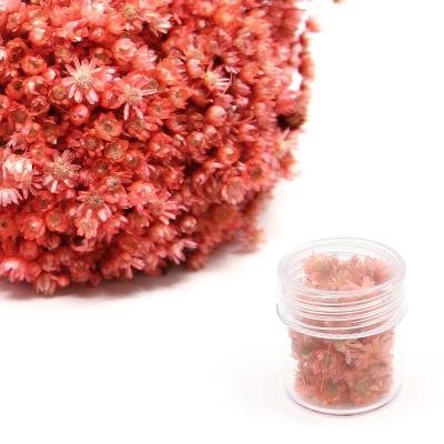 Fiori secchi - Mod. 24 - colore: ROSA CARNE