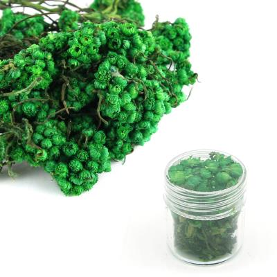 Fiori secchi - Mod. 31 - colore: VERDE