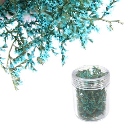 Fiori secchi - Mod. 32 - colore: TURCHESE