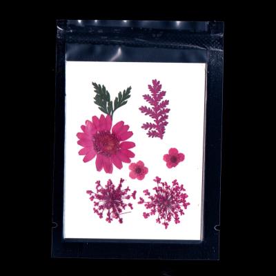 Fiori secchi piatti - Mod. 02 - colore: FUCSIA - 7pz