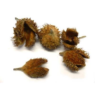 Semi e fiori secchi - Faggiola